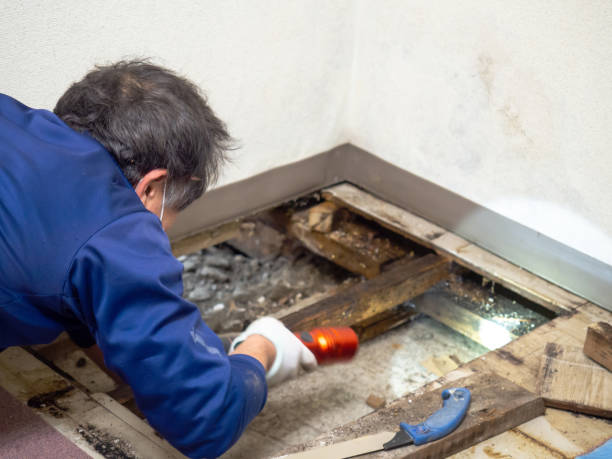 Mold Removal Process in Napili Honokowai, HI