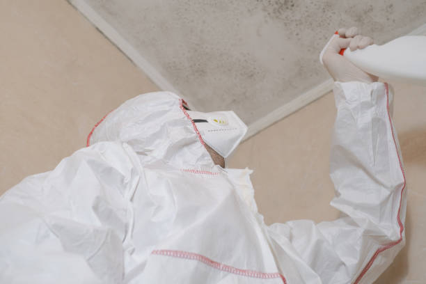 Best Commercial Mold Removal  in Napili Honokowai, HI